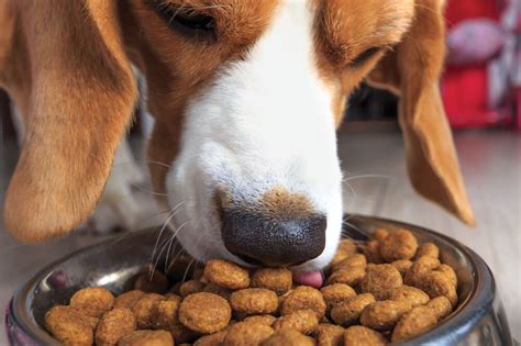 Pet Food Preferences and Tastes: The 2025 Evolution