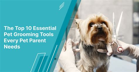 Pet Grooming 2025: Essential Tool FAQs and Troubleshooting