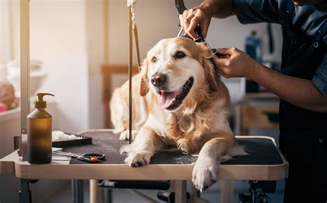 Pet Grooming Routines: Education for 2025 and Beyond