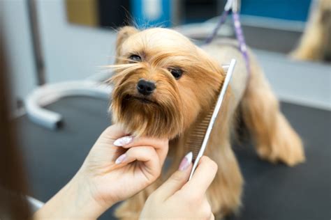 Pet Grooming Trends Research 2025: What's Hot, What's Not