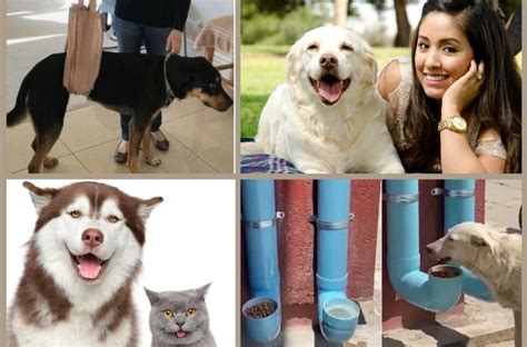 Pet Health VS Fun Challenges: The Ultimate Guide to 2025