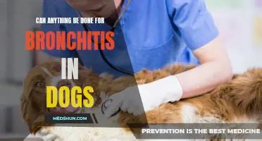 Pet Health and Bronchitis: What You Need to Know for 2025