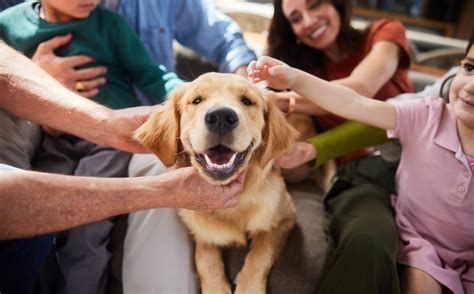 Pet Health and Rescue VS. 2025: Unlocking a Brighter Future for Our Furry Companions