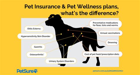 Pet Insurance VS Wellness Plans: 2025 Reviews for Wise Pet Owners