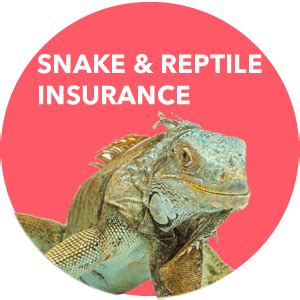 Pet Insurance for Reptiles: 2025 VS. Now