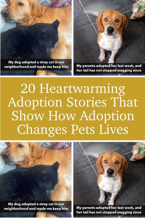 Pet Lifestyle Adoption Stories and Testimonials: 2025 Update