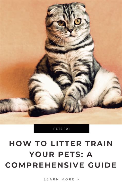 Pet Litter Training and Habits: A Comprehensive Guide 2025