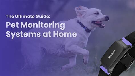 Pet Monitoring Systems Innovations: 2025 Outlook and Beyond