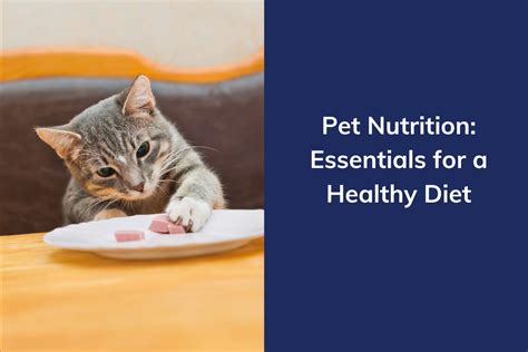 Pet Nutrition and Diet Tracking: Essential Tips for 2025