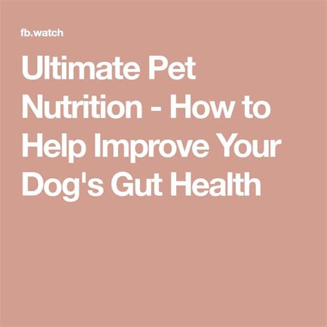 Pet Nutrition and Gut Health 2025: The Ultimate Showdown