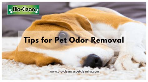 Pet Odor Removal: 101 Tips, Tricks, and Expert Advice for a Pet-Friendly Home in 2025