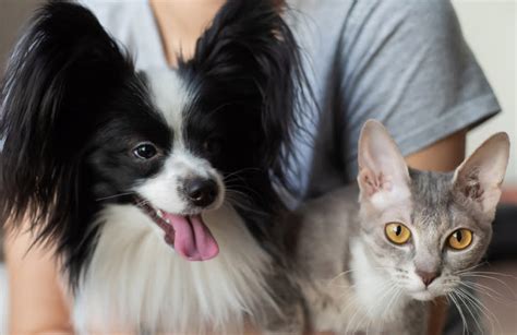 Pet Parenting 101: A Comprehensive Guide for Beginners in 2025