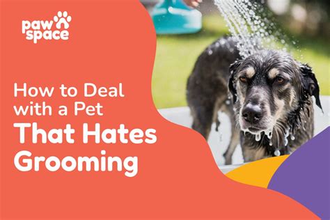 Pet Parenting VS Pet Grooming: The Battle of 2025