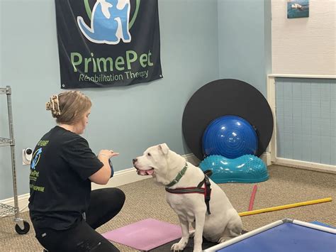 Pet Physical Therapy VS Rehabilitation 2025: Unlocking Ultimate Pet Wellness