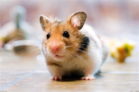 Pet Rodents Hamster PDF