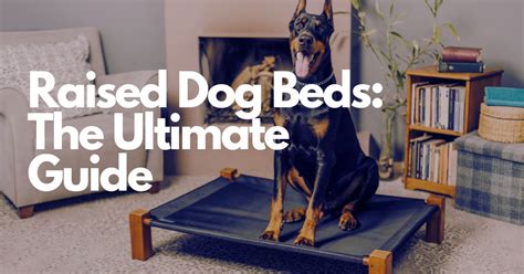 Pet Safety and Pet Beds: Ultimate Guide for 2025