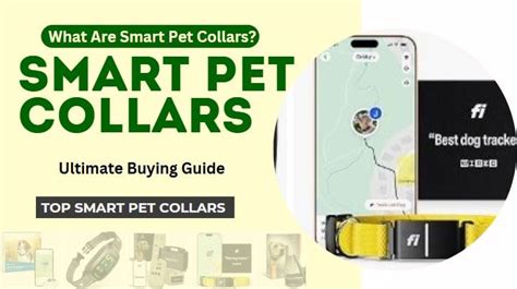 Pet Smart Collars VS Identification: 2025 Outlook