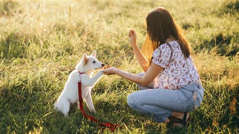 Pet Socialization vs. Training: The Ultimate 2025 Guide