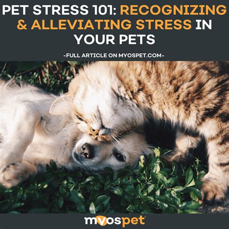 Pet Stress Training 101: Essential Guide for 2025