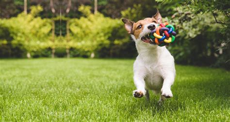 Pet Toys and Safety Research: A Vital 2025 Investigation