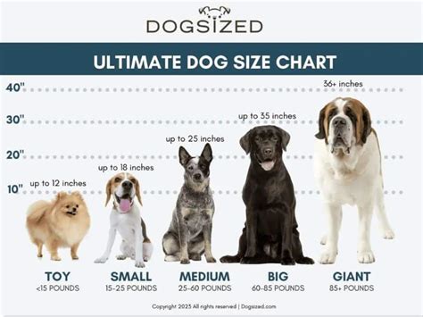 Pet Training: Size and Weight Design for 2025