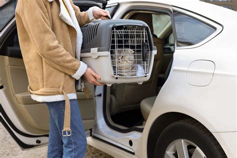 Pet Travel and Pet Carriers: The Ultimate 2025 Showdown