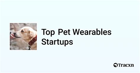 Pet Wearables Brand News: 2025 Showdown of Top Brands