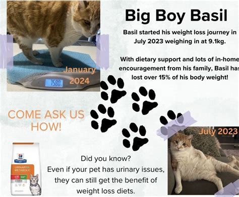 Pet Weight Management: 2025 VS Now - Battle of the Bulge