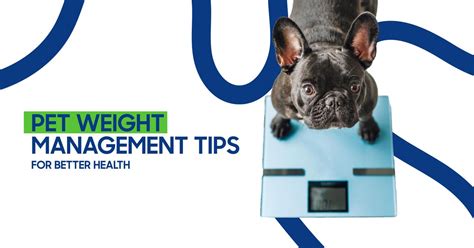 Pet Weight Management: Tips, Tricks, and Strategies for 2025