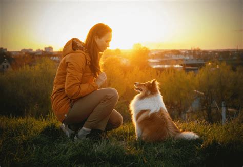 Pet Wellness Plans: Features VS Pricing 2025