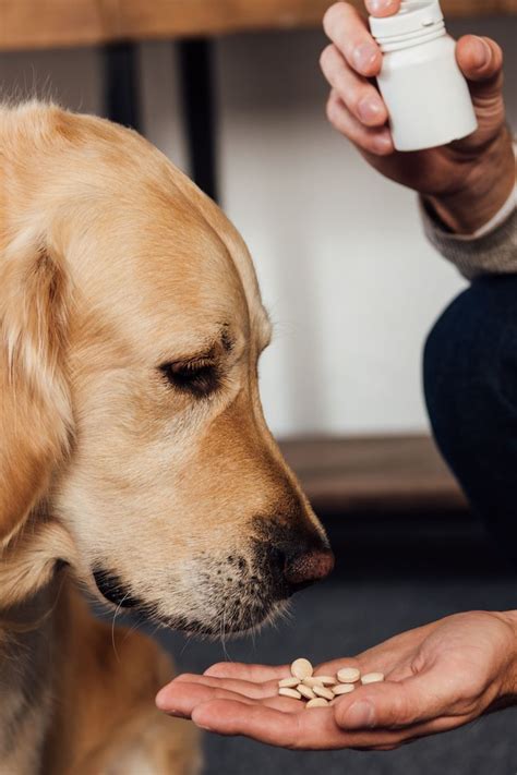 Pet Wellness Supplements and Vitamins: The 2025 Showdown