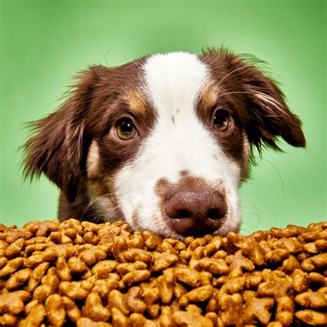 Pet Wellness and Fun Snacks: A Guide to 2025