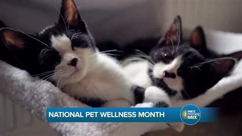 Pet Wellness for Adult Cats: 10 Must-Knows for 2025