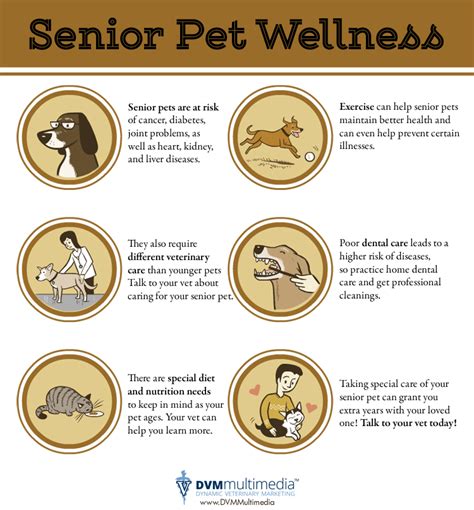 Pet Wellness for Senior Cats: 2025 VS 2023