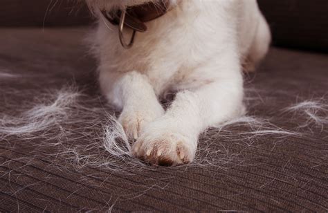 Pet Wipes 101: Shedding and Grooming Showdown by 2025