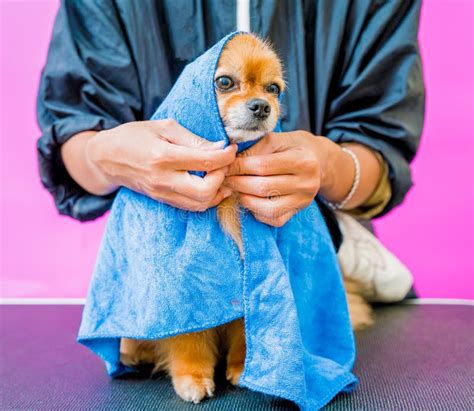 Pet Wipes for Pet Grooming Salons: 2025