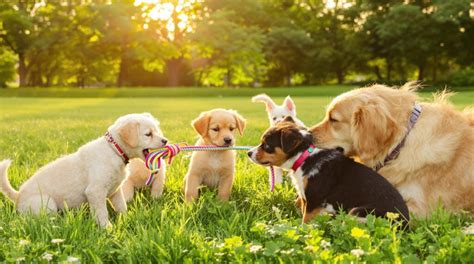 Pet behavior and psychology for socialization