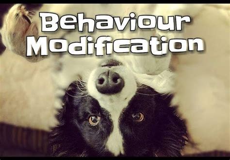 Pet behavior modification techniques