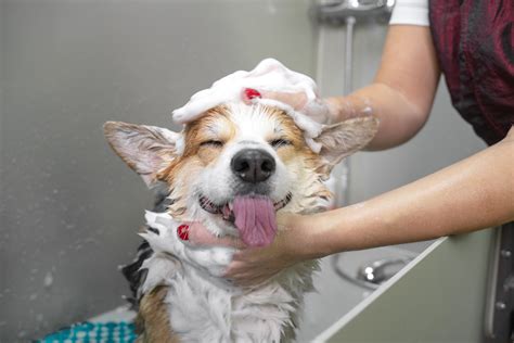 Pet cleaning and hygiene for allergies