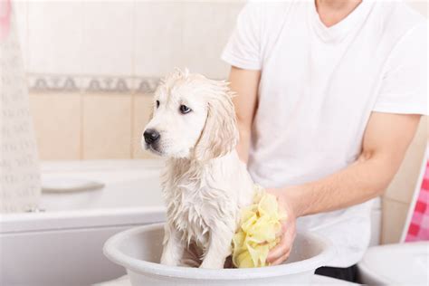 Pet cleaning and hygiene professionals