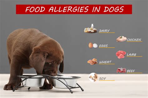 Pet food allergies and sensitivities research