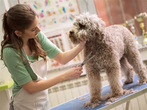 Pet grooming for puppies and kittens