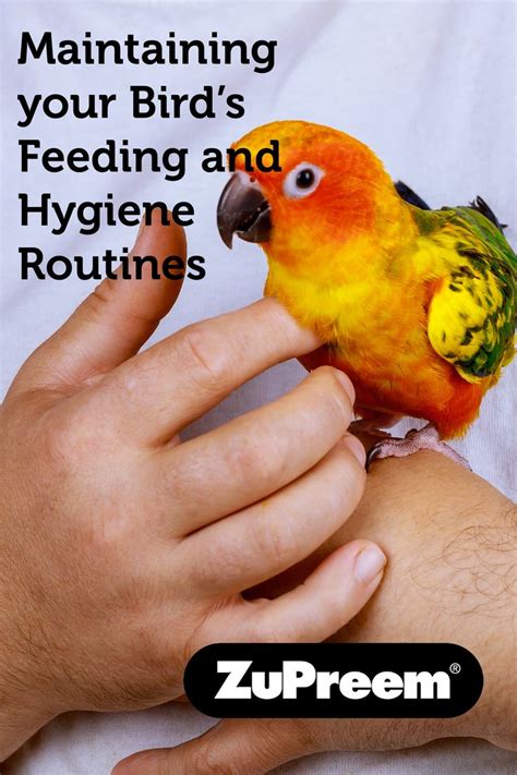 Pet health and hygiene routines