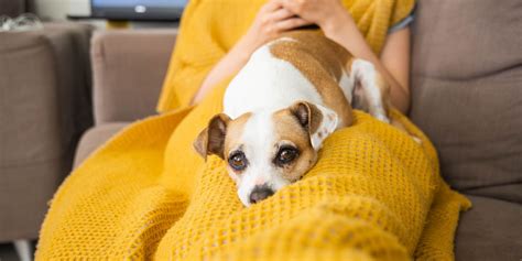 Pet health and wellness myths