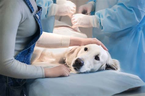 Pet medical procedures and surgeries