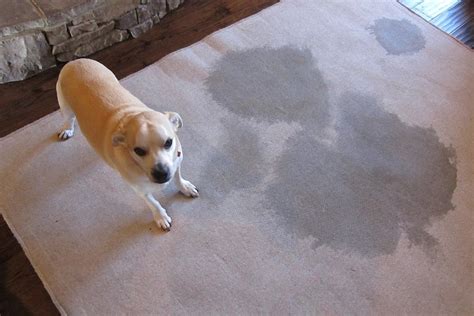 Pet odor removal and stain health risks