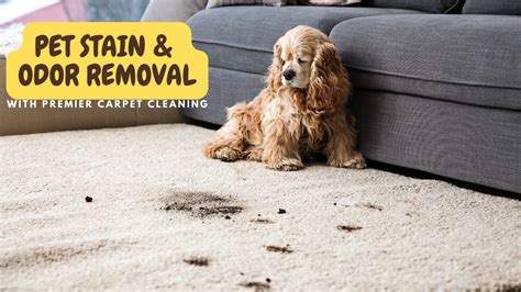 Pet odor removal and stain removal techniques