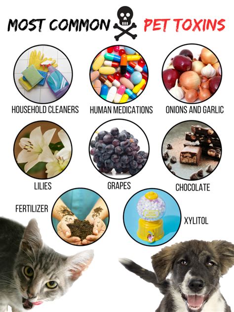 Pet poison control and toxins