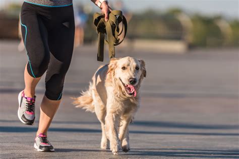 Pet running and sprinting exercises