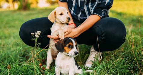 Pet socialization and behavior